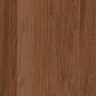 Hickory_Thrasher_Brown1.jpg