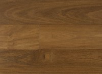 Brazilian Chestnut IPPFTC51/2